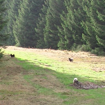 Die Mittelspitz von der Rosteige im Wald in der Auvergne 17