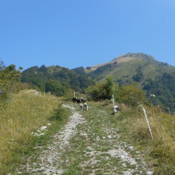 Die Mittelspitze von der Rosteige auf dem Berg Kopala in Slowenien 10