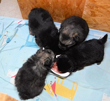 J2-Mittelspitzwelpen-Tag-29