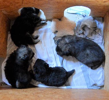 J2-Mittelspitzwelpen-Tag-30