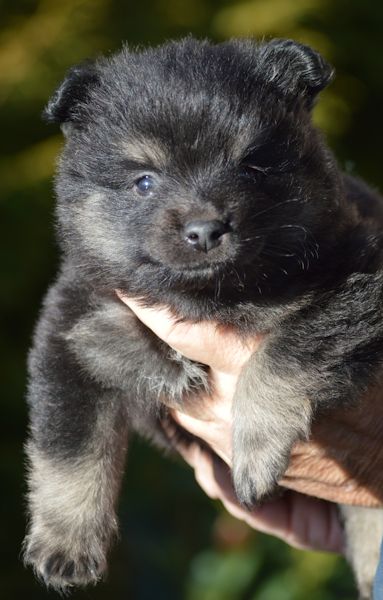 J2-Mittelspitzwelpen-Tag-36-Joey-01