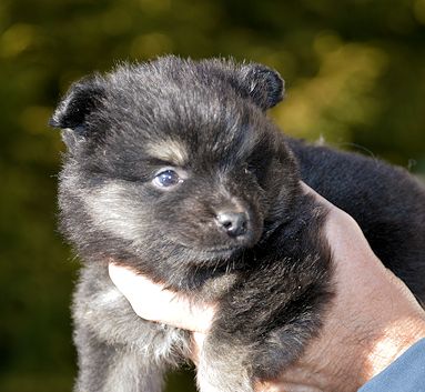 J2-Mittelspitzwelpen-Tag-36-Joey-02