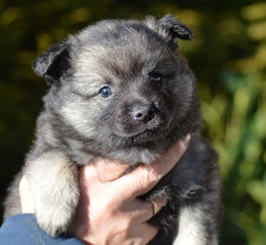 J2-Mittelspitzwelpen-Tag-36-Josy-01