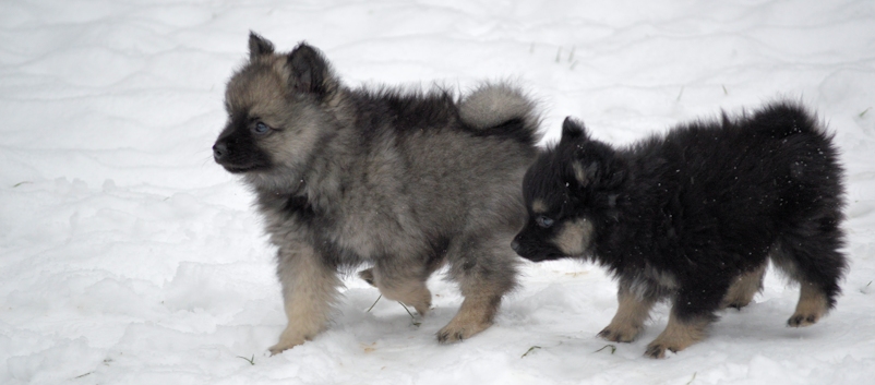 Mittelspitzwelpe - Tag 53 Buben - 01