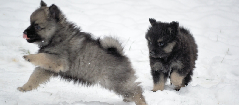 Mittelspitzwelpe - Tag 53 Buben - 04