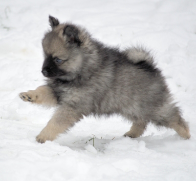 Mittelspitzwelpe - Tag 53 Jackob - 04