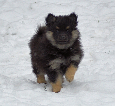 Mittelspitzwelpe - Tag 53 Jacky - 02