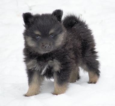 Mittelspitzwelpe - Tag 53 Joey - 01