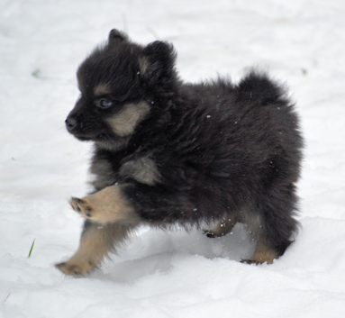 Mittelspitzwelpe - Tag 53 Joey - 02