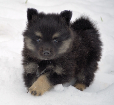 Mittelspitzwelpe - Tag 53 Joey - 04