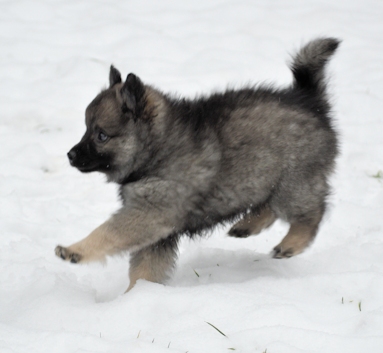 Mittelspitzwelpe - Tag 53 Josy - 01