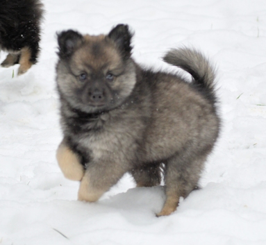 Mittelspitzwelpe - Tag 53 Josy - 02