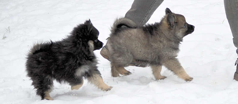 Mittelspitzwelpe - Tag 53 Maedels-- 01