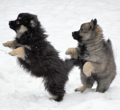 Mittelspitzwelpe - Tag 53 Maedels-- 02