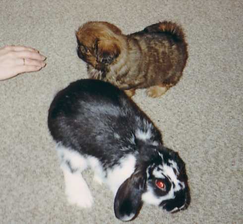 Pekinese mit Kaninchen