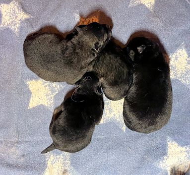 J2-Mittelspitzwelpen-Tag-07