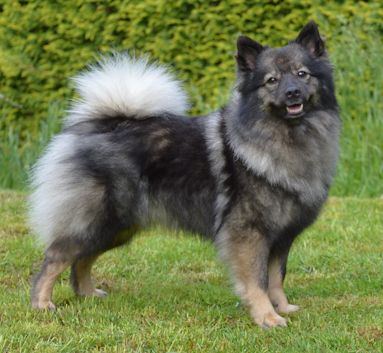 Mittelspitz Eyleen von der Rosssteige mit 2 Jahren